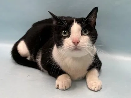 An adult small-sized male Domestic Short Hair cat named Penguin for adoption in Coon Rapids, MN