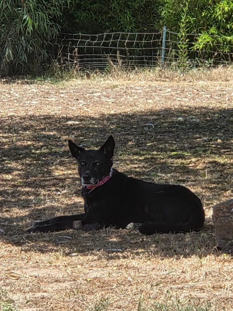 Doll Doll thumbnail 3