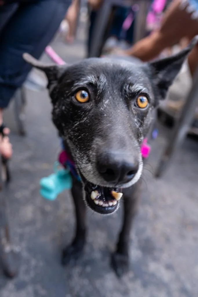 Doll Doll thumbnail 5