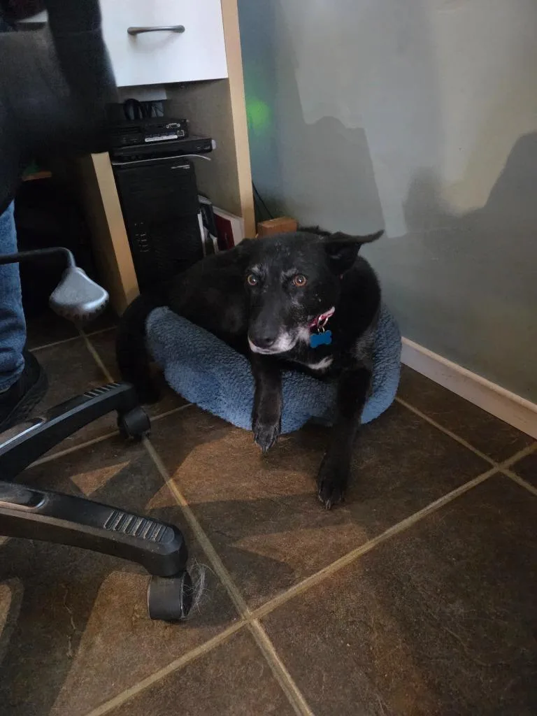 Doll Doll thumbnail 6