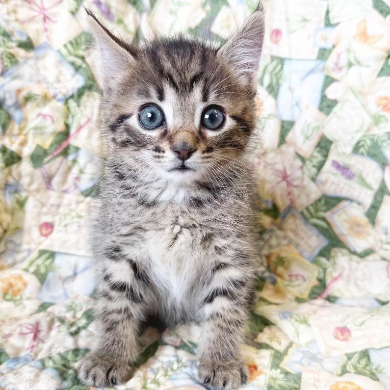 A baby small-sized male Brown / Chocolate Domestic Short Hair cat named Derek for adoption in Mount Juliet, TN