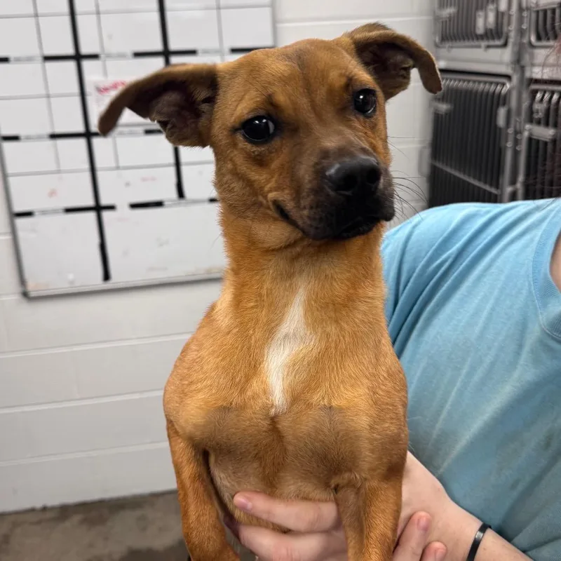 An adult small-sized male Yellow / Tan / Blond / Fawn Mixed Breed dog named Peanut for adoption in Columbiana, AL