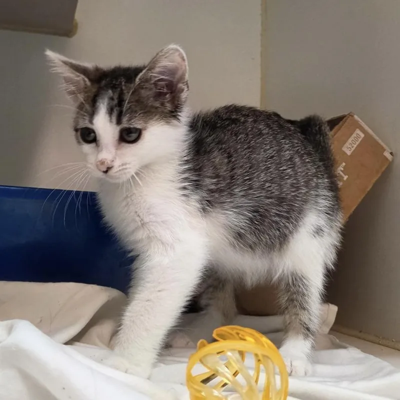 A baby small-sized female Brown / Chocolate Domestic Short Hair cat named Katie for adoption in Los Angeles, CA