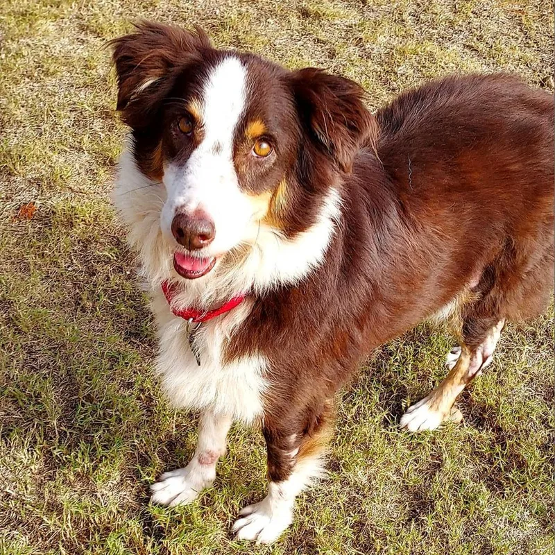 An adult medium-sized female Australian Shepherd dog named Noelle for adoption in Freeport, FL