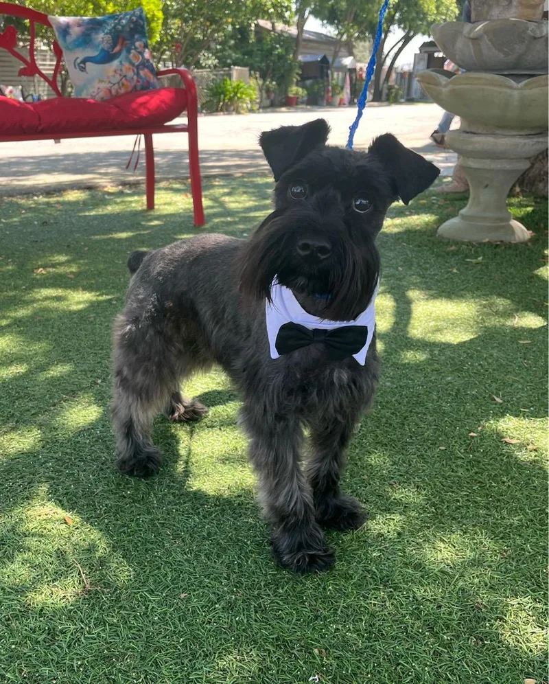 A young small-sized male Black Schnauzer dog named Shadow for adoption in Temecula, CA