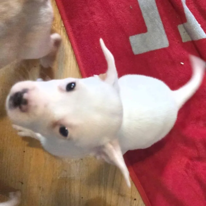 Mocha thumbnail 2
