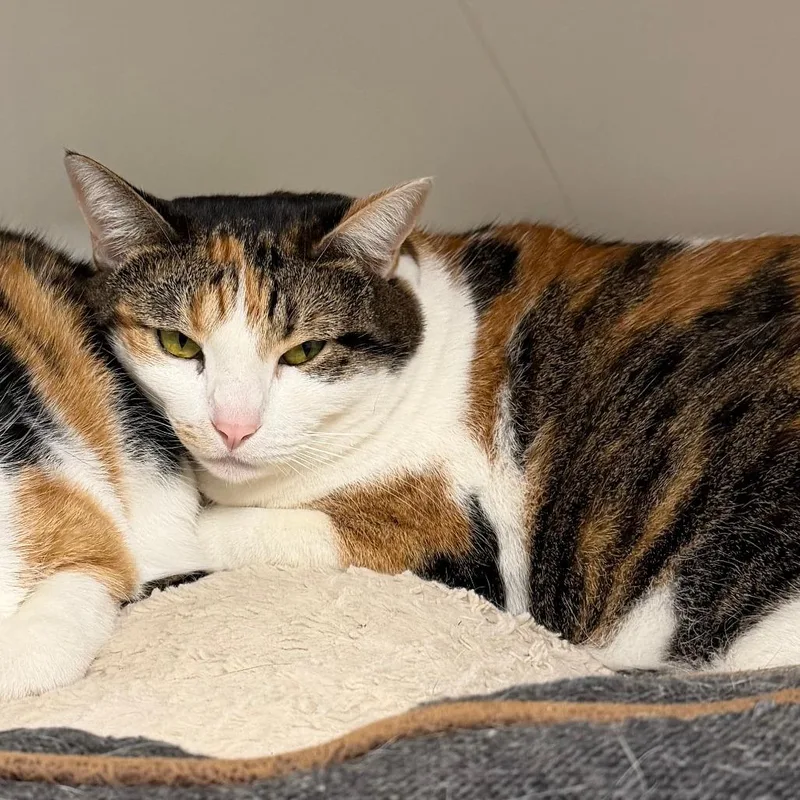 An adult small-sized female Calico Domestic Short Hair cat named Sweetheart for adoption in Stillwater, OK