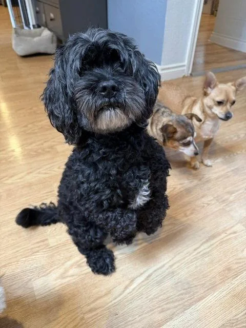 A senior small-sized male Cocker Spaniel dog named Benz for adoption in Seattle, WA