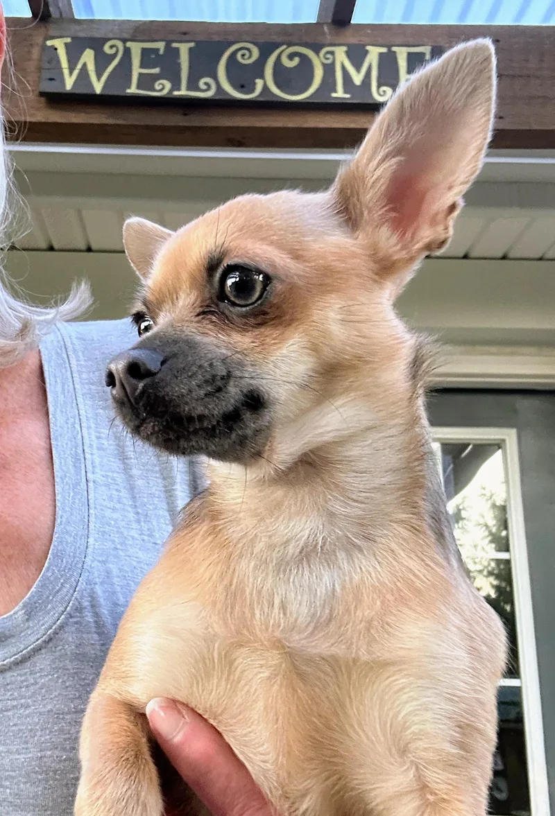 A young small-sized female Yellow / Tan / Blond / Fawn Chihuahua dog named Shelby for adoption in Scottsburg, IN