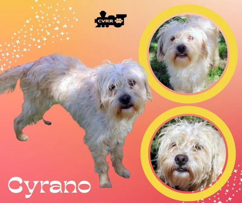An adult small-sized male Lhasa Apso dog named Cyrano for adoption in LINDSAY, CA
