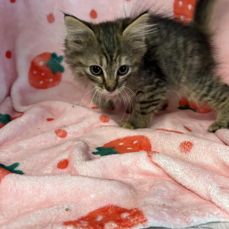A baby medium-sized female Tabby (Brown / Chocolate) Domestic Short Hair cat named Breezy for adoption in Edinburg, VA