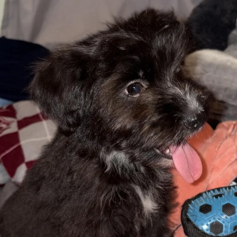A baby small-sized male Black Tibetan Terrier dog named Jay for adoption in Santa Fe, TX