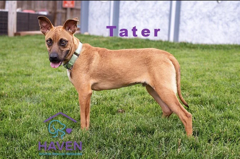A young medium-sized male Boxer dog named Tater for adoption in Omaha, NE