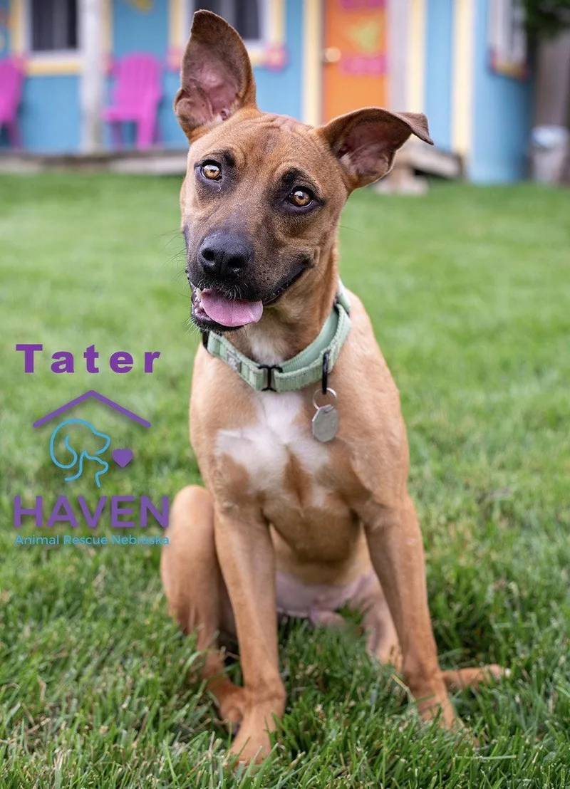 Tater thumbnail 2