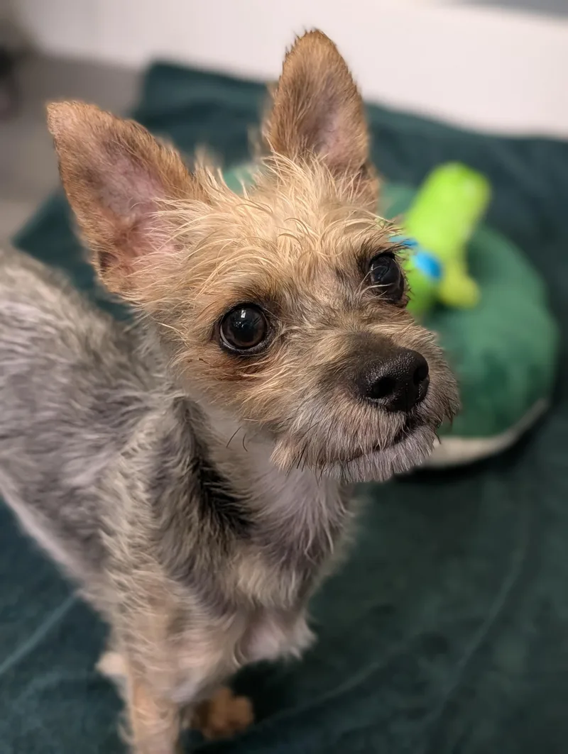 An adult small-sized male Yellow / Tan / Blond / Fawn Yorkshire Terrier dog named Dean for adoption in Plainfield, NJ
