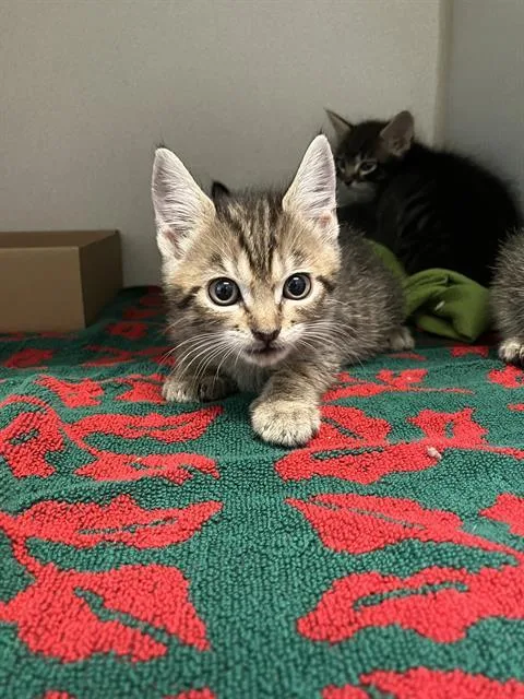 A baby small-sized female Domestic Short Hair cat named Clover for adoption in Long Beach, CA