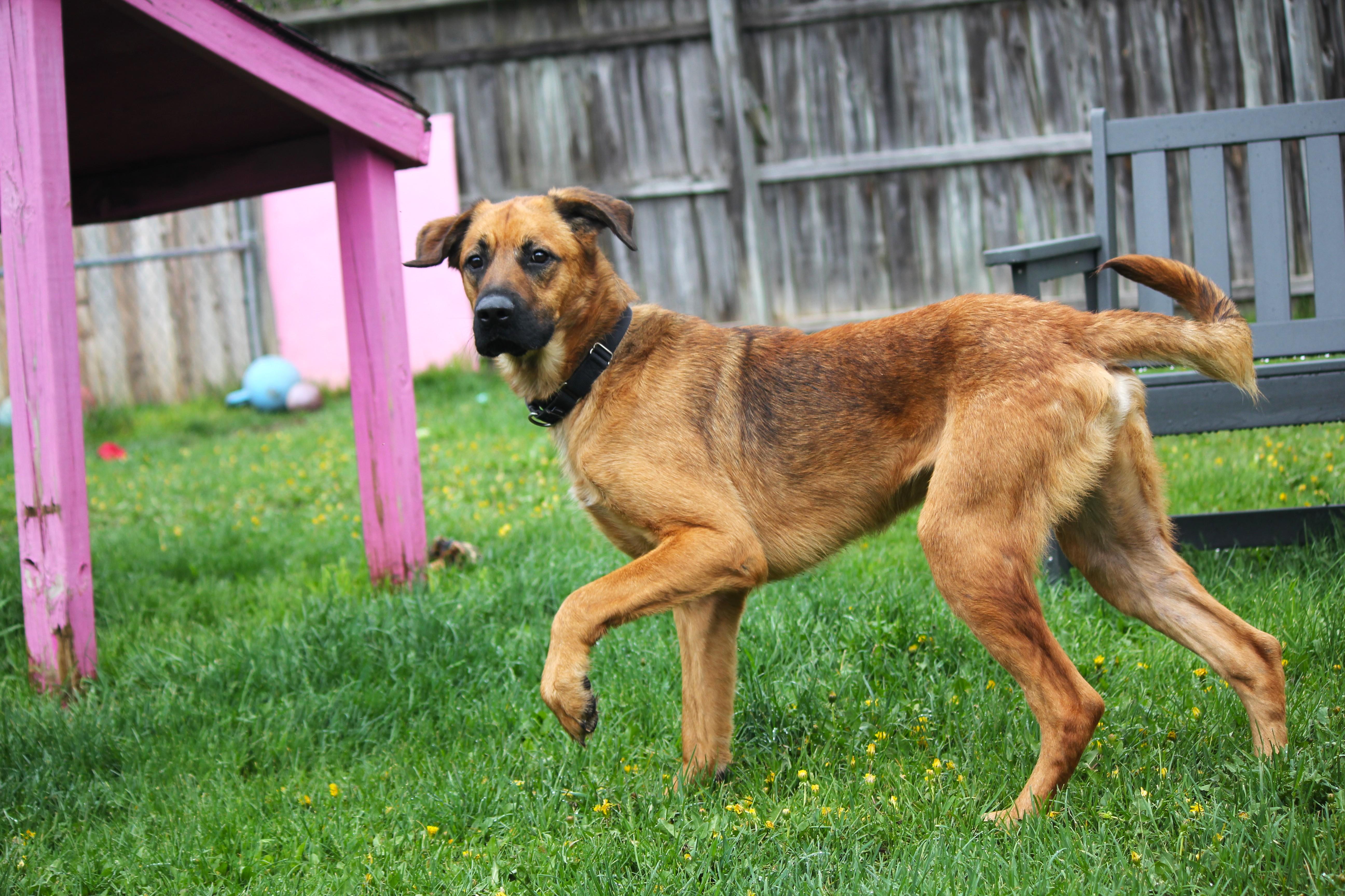 A young large-sized male Brown / Chocolate German Shepherd Dog dog named Roscoe for adoption in Hayward, WI