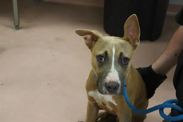 A young medium-sized male Mixed Breed dog named Bam Bam for adoption in Columbia, SC