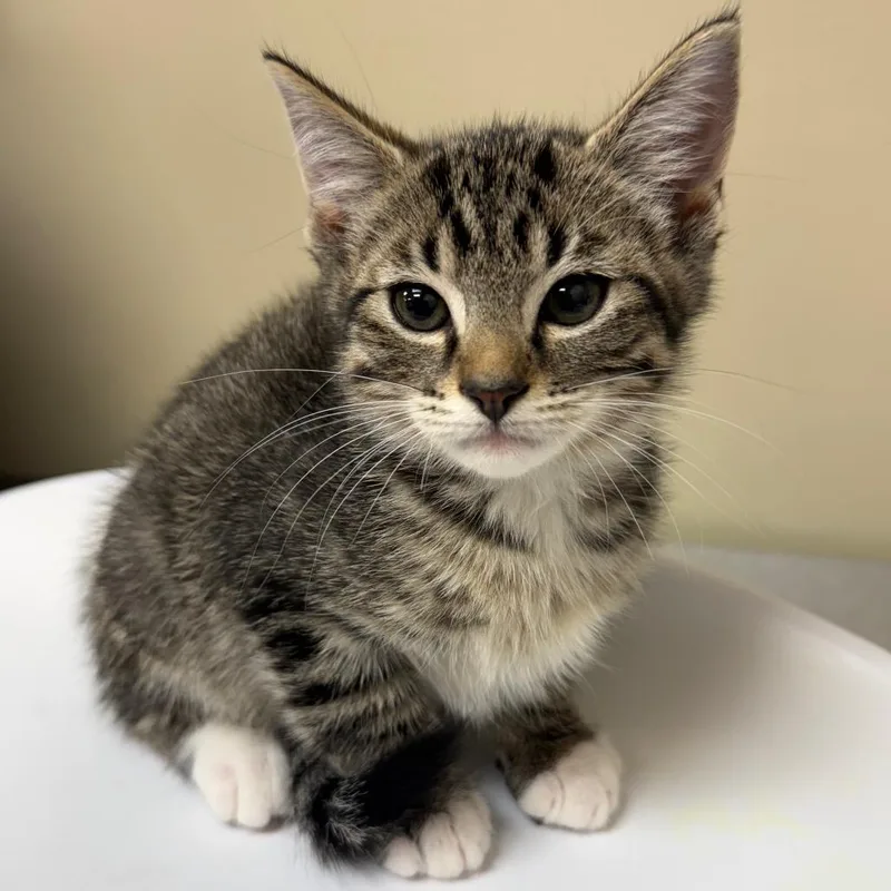 A baby small-sized male Brown / Chocolate Domestic Short Hair cat named Pluto for adoption in Birmingham, AL