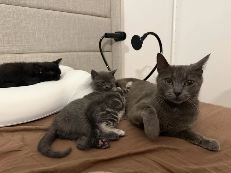 A young medium-sized female Gray / Blue / Silver Domestic Short Hair cat named Raina for adoption in Weehawken, NJ