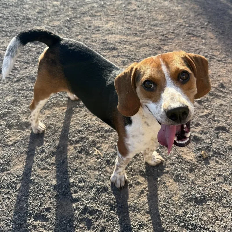 A young medium-sized male Brown / Chocolate Beagle dog named Atreus for adoption in Quakertown, PA