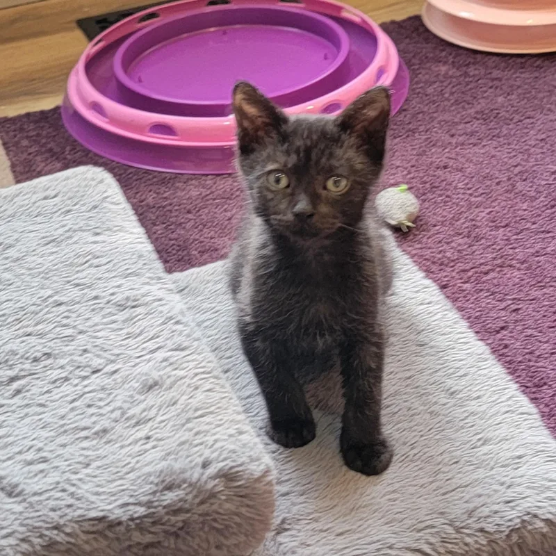 A baby medium-sized male Black Domestic Short Hair cat named Kaiyahn for adoption in Wyandotte, MI