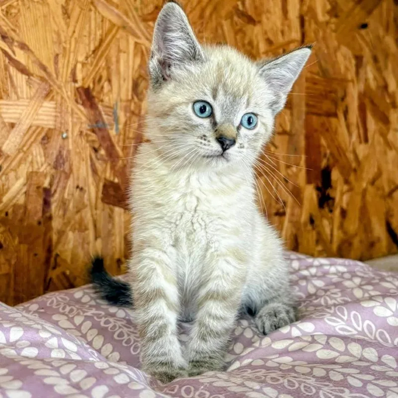 A young small-sized female Siamese cat named Marsha for adoption in CHANUTE, KS