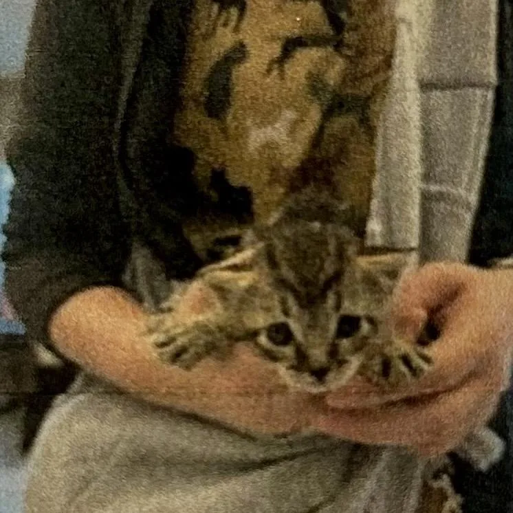 A young small-sized male Brown / Chocolate Domestic Short Hair cat named Yoshi for adoption in Brevard, NC