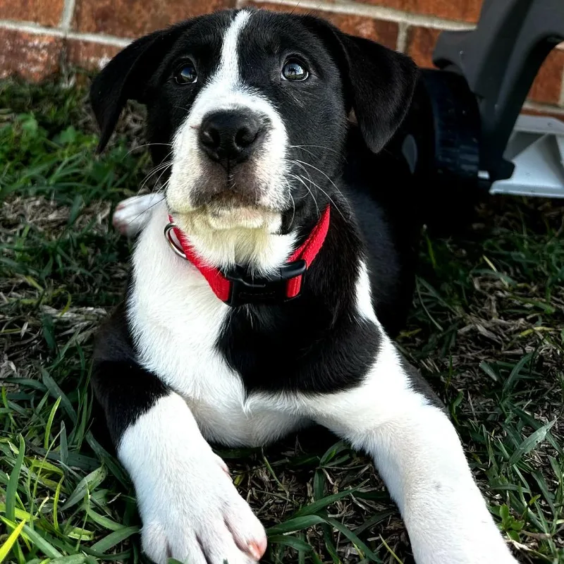 A baby small-sized female Black Black Labrador Retriever dog named Luna for adoption in Enterprise, AL
