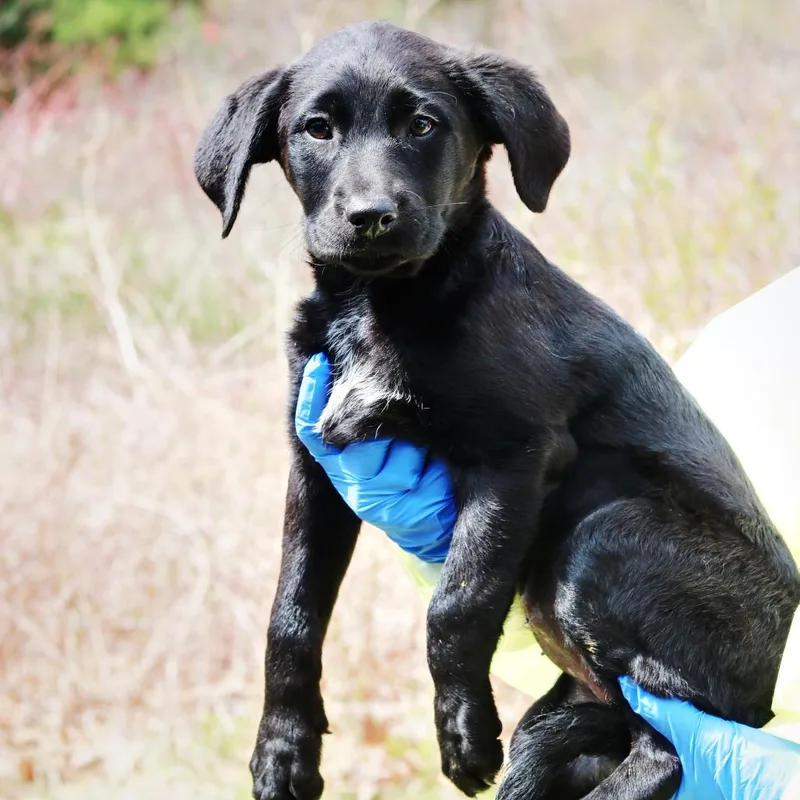 A baby medium-sized female Black Border Collie dog named Ct Macy's for adoption in Eastford, CT