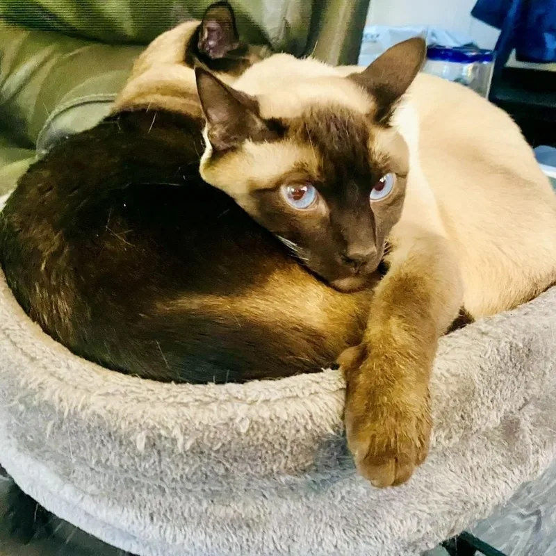 An adult extra large-sized male Siamese cat named Teddie for adoption in Renton , WA