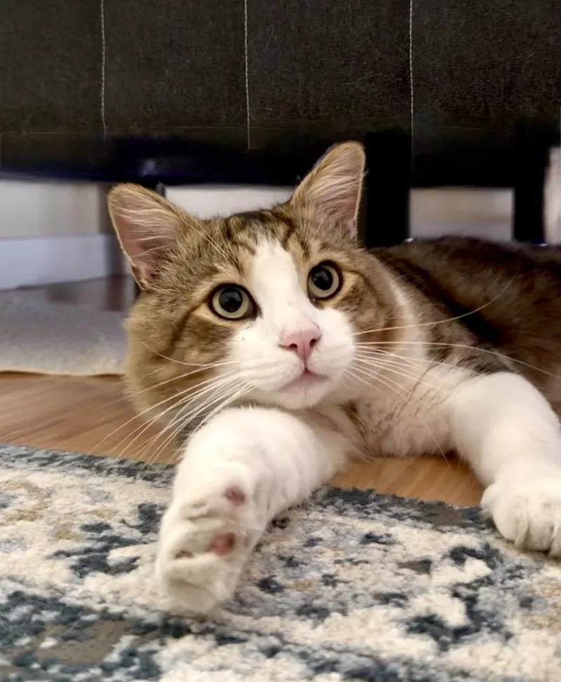 A young large-sized male Domestic Medium Hair cat named Leo for adoption in San Rafael, CA