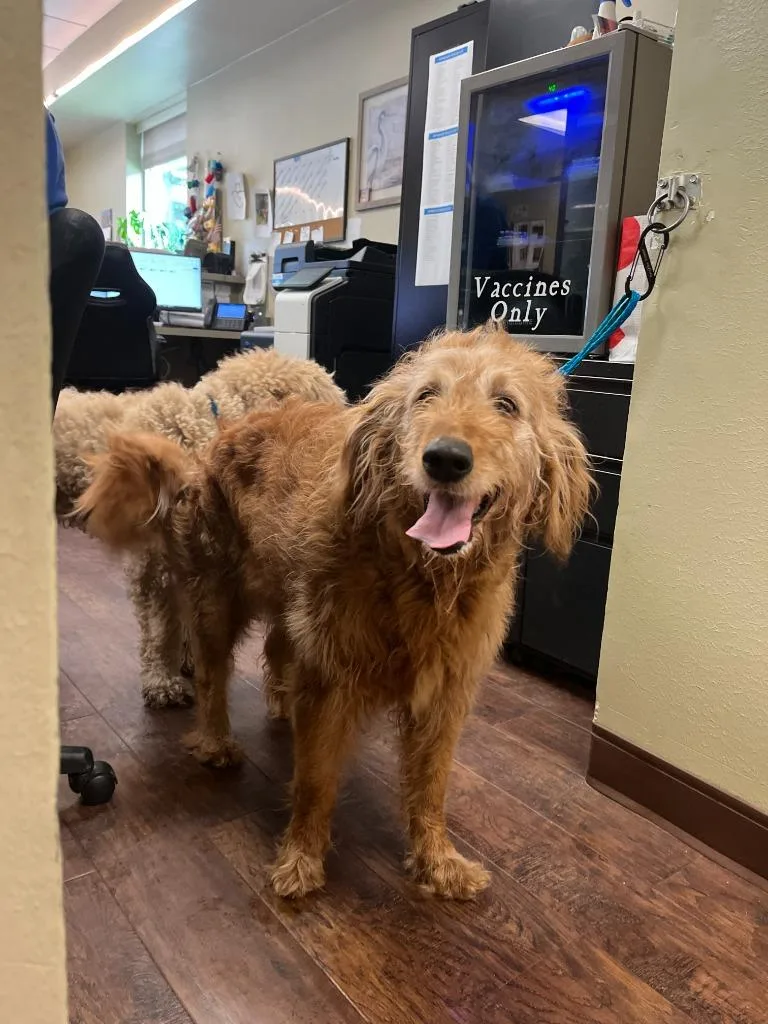 An adult medium-sized female Golden Retriever dog named Dog Kennel for adoption in Greenville, TX
