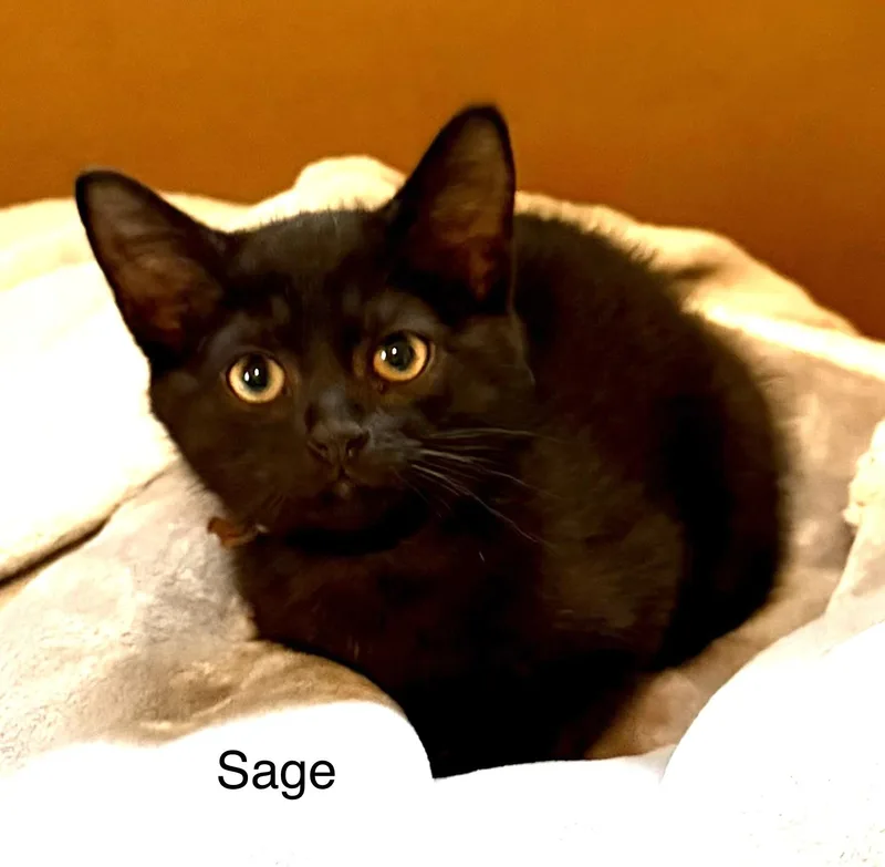 Sage thumbnail 2