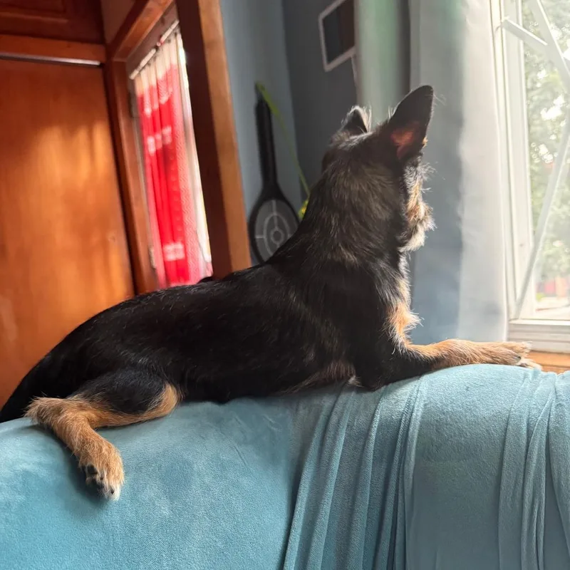 A young small-sized female Black Chihuahua dog named Madeliene  Home to for adoption in South Elgin, IL