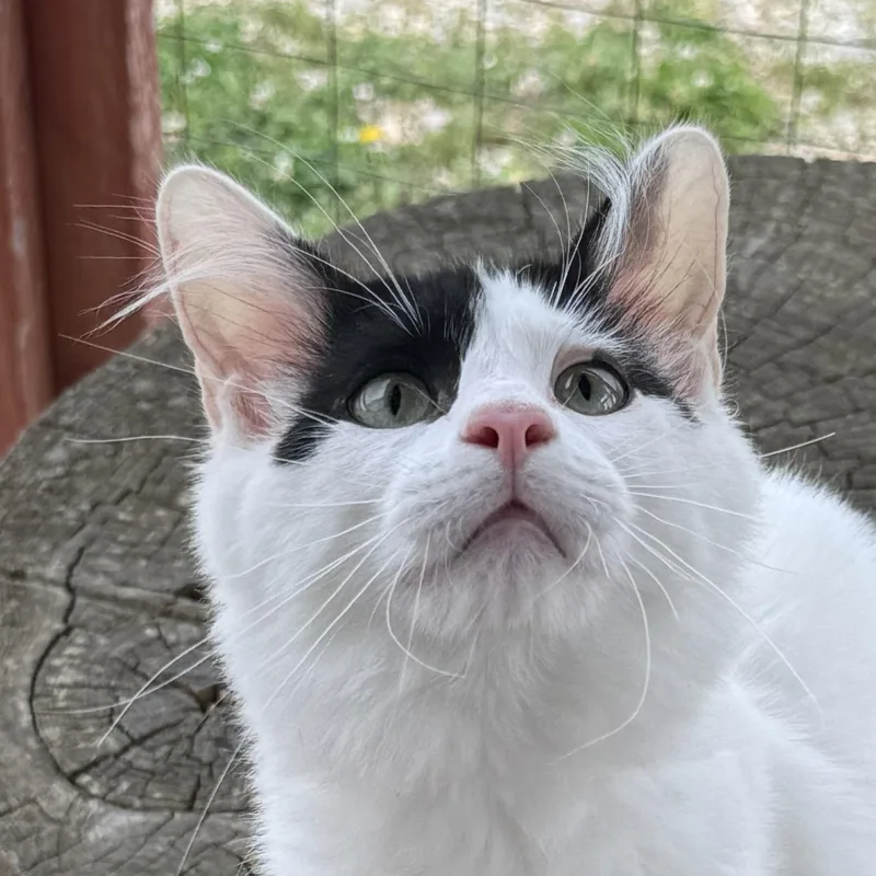 A young medium-sized male Domestic Short Hair cat named Turkey Leg for adoption in Auburn, NE