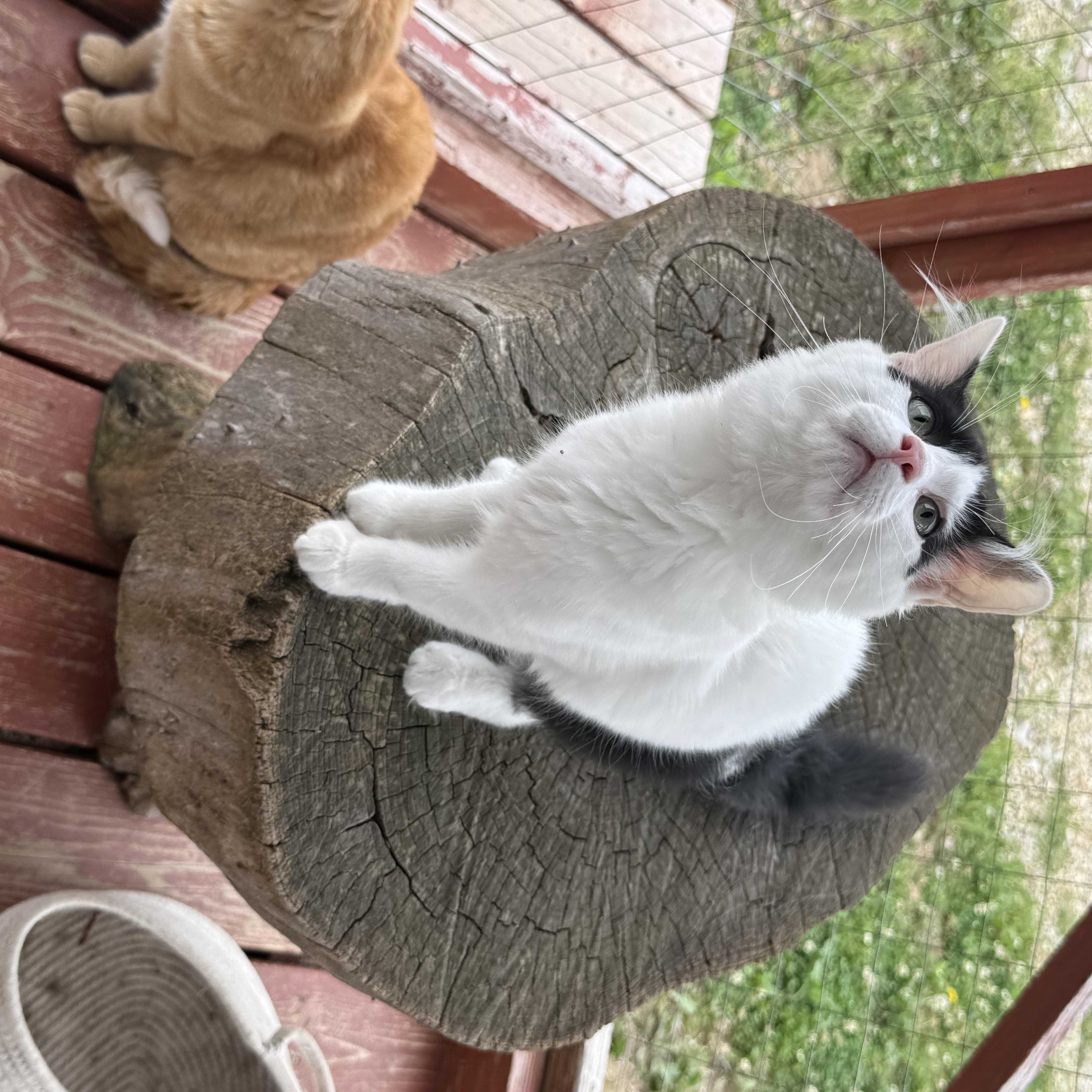 Turkey Leg thumbnail 3