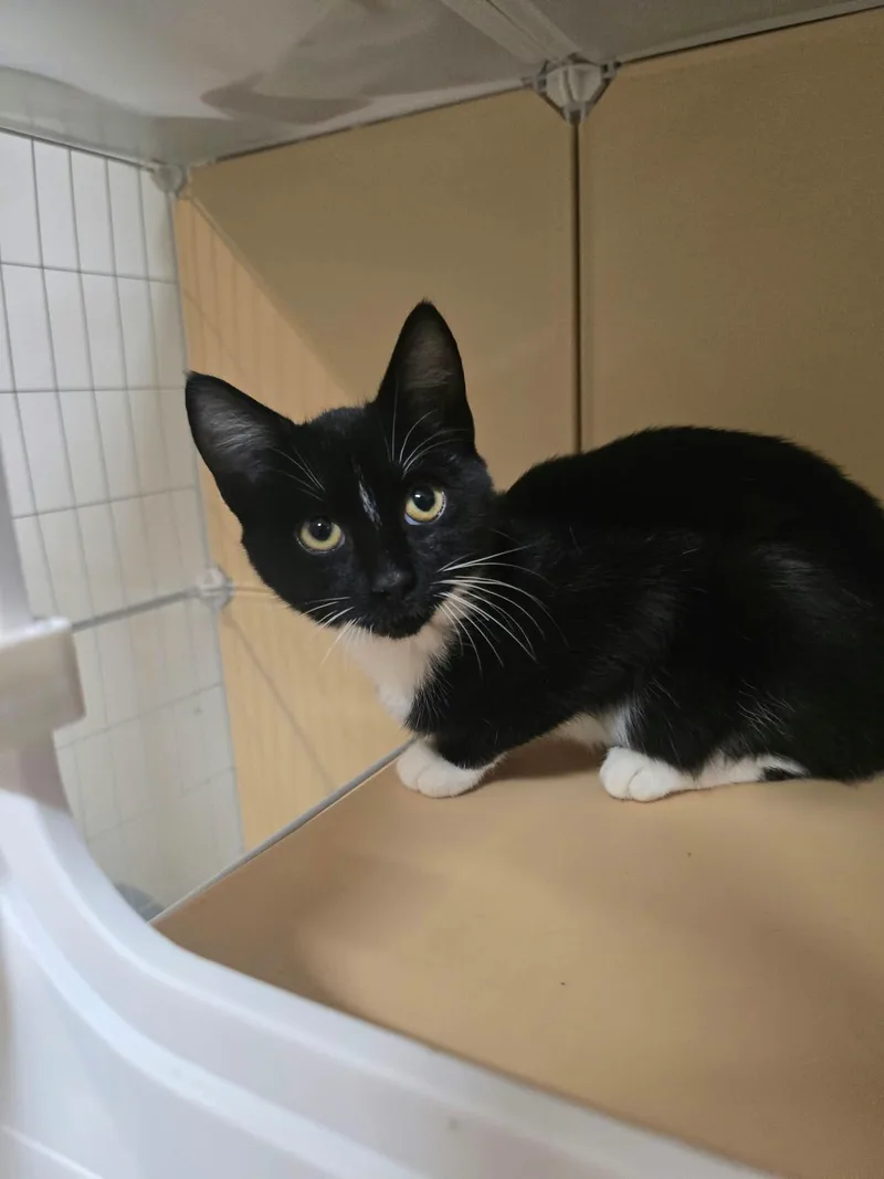 A baby medium-sized male Black & White / Tuxedo Domestic Short Hair cat named Duo for adoption in Holbrook, NY