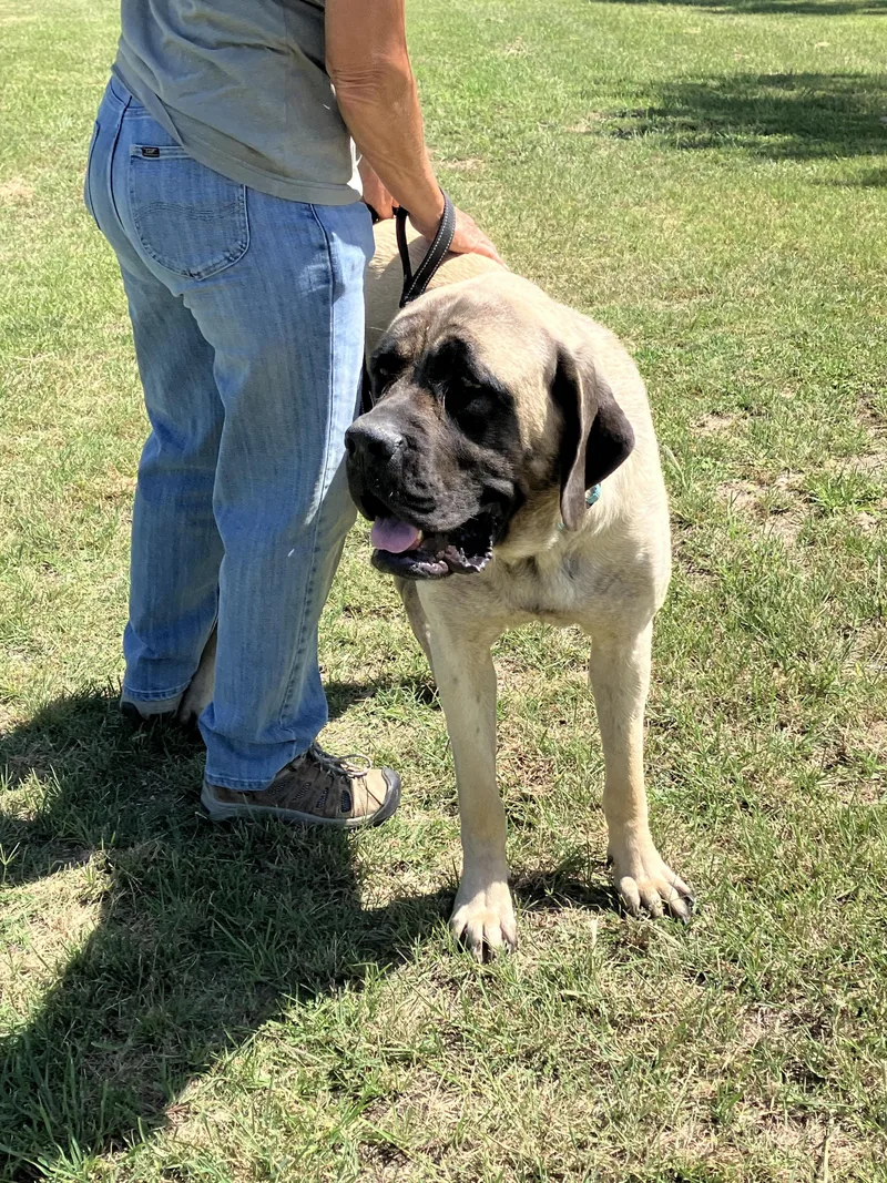 A young extra large-sized female Yellow / Tan / Blond / Fawn Mastiff dog named GLORIAGentle Giant for adoption in Stephenville, TX