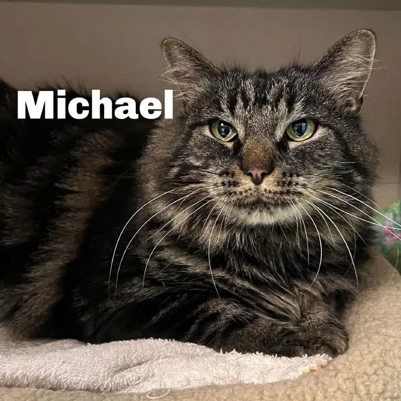 An adult small-sized male Brown / Chocolate Domestic Long Hair cat named Michael for adoption in Escanaba, MI