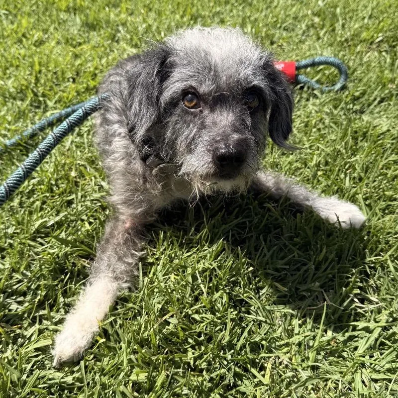 An adult small-sized male Gray / Blue / Silver Poodle dog named Adair  Costa Mesa for adoption in Chino Hills, CA