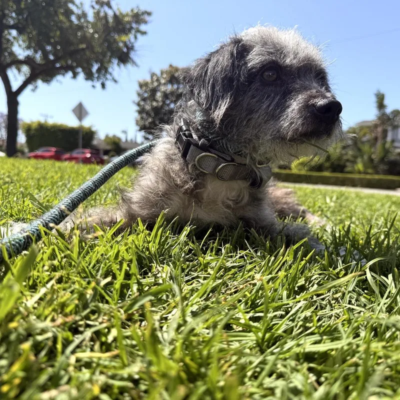 Adair  Costa Mesa thumbnail 3