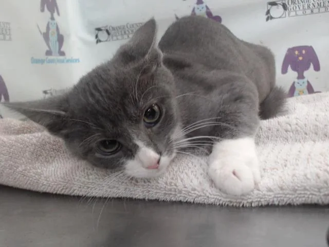 A baby small-sized male Domestic Short Hair cat named Link for adoption in Orlando, FL