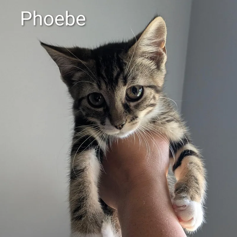 A baby medium-sized female Tabby (Tiger Striped) Domestic Short Hair cat named Phoebe for adoption in Maple Shade, NJ
