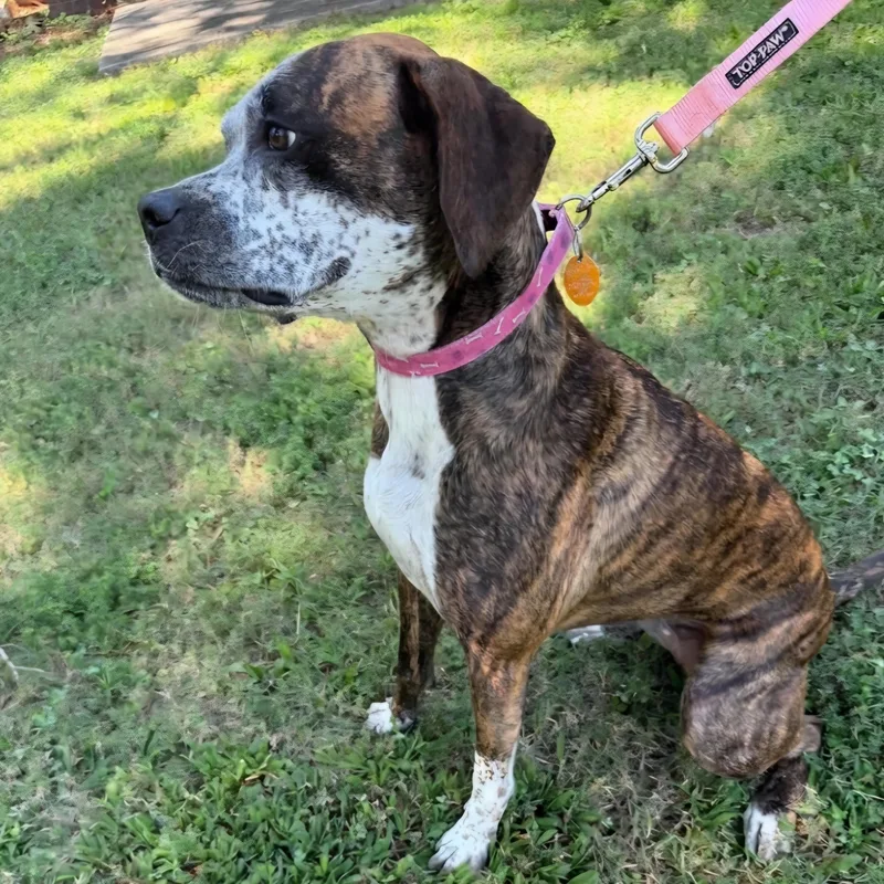 An adult medium-sized female Boxer dog named Ollie for adoption in Roswell, GA