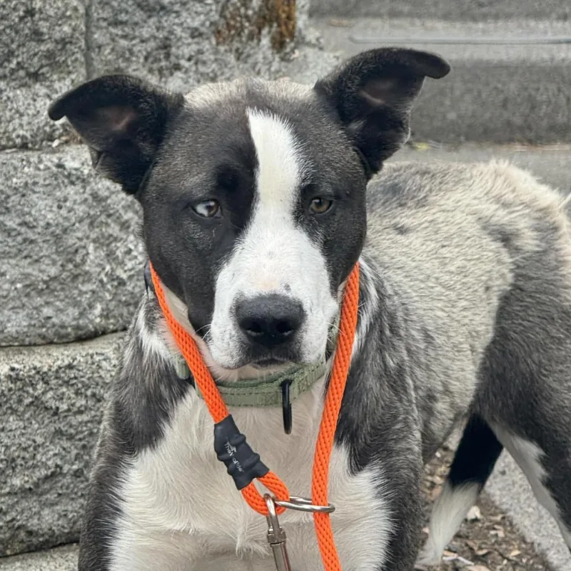 A young medium-sized female Black Mixed Breed dog named Evangeline for adoption in Tacoma, WA