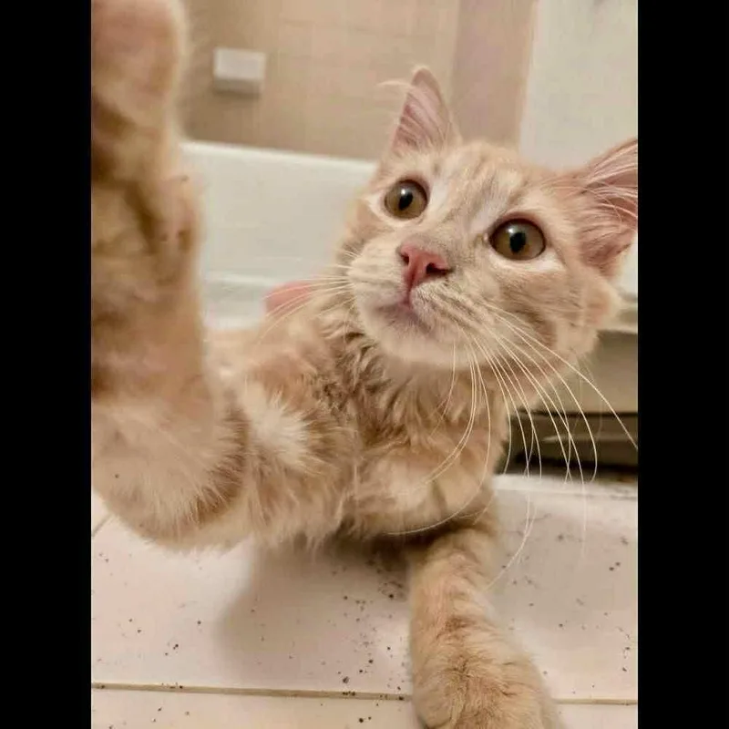 A baby medium-sized female Domestic Short Hair cat named Nala for adoption in Raleigh, NC