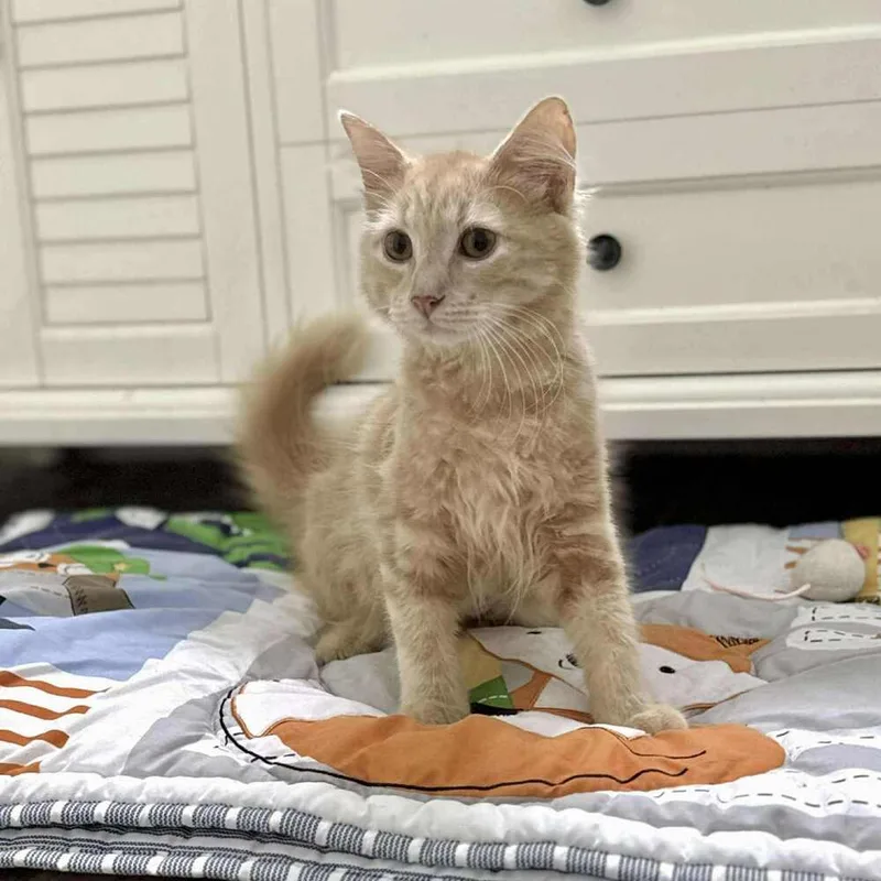 Nala thumbnail 3