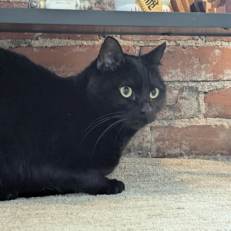 An adult small-sized female Black Domestic Short Hair cat named Hash Browns for adoption in St. Louis, MO