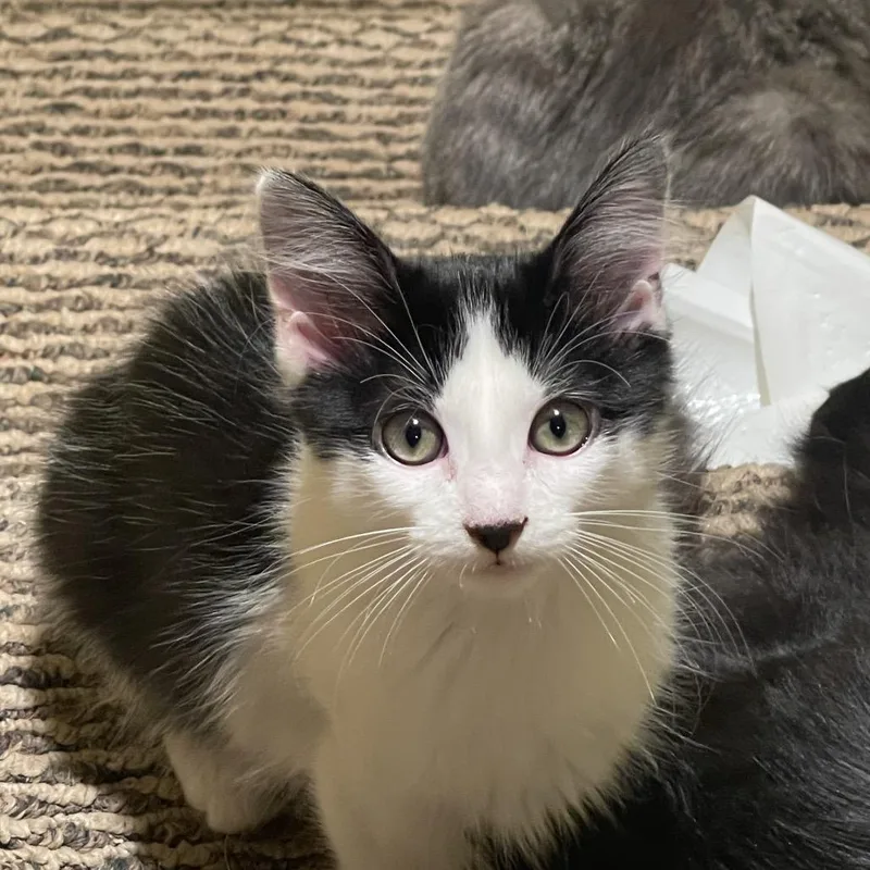 A baby small-sized female Domestic Medium Hair cat named June Bug for adoption in Layton, UT